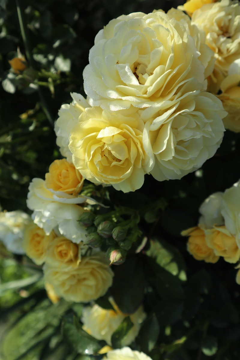 f:id:bluemoonbell:20190409153857j:image:w300 f:id:bluemoonbell:20190409153857j:image:w300