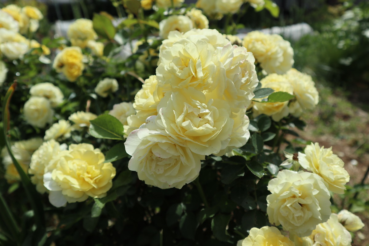 f:id:bluemoonbell:20190411180110j:plain f:id:bluemoonbell:20190411180110j:plain