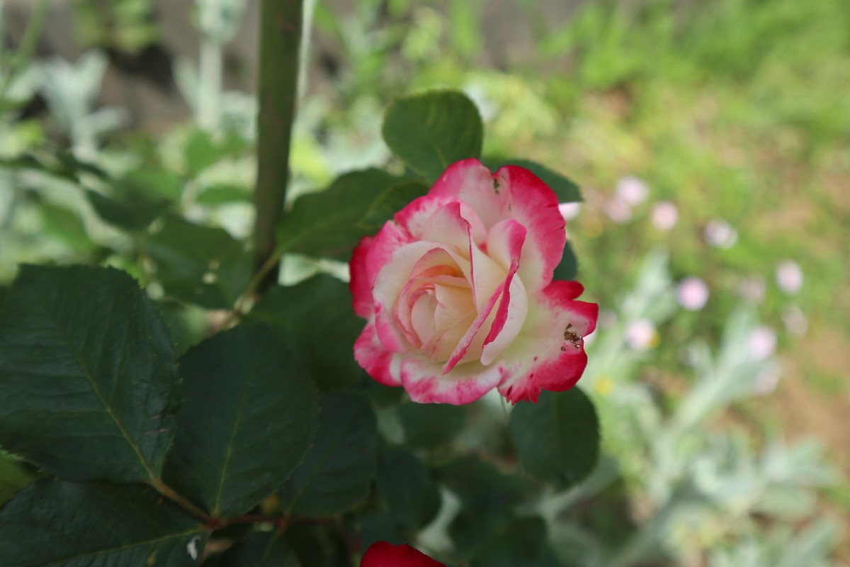 f:id:bluemoonbell:20190411180140j:plain f:id:bluemoonbell:20190411180140j:plain