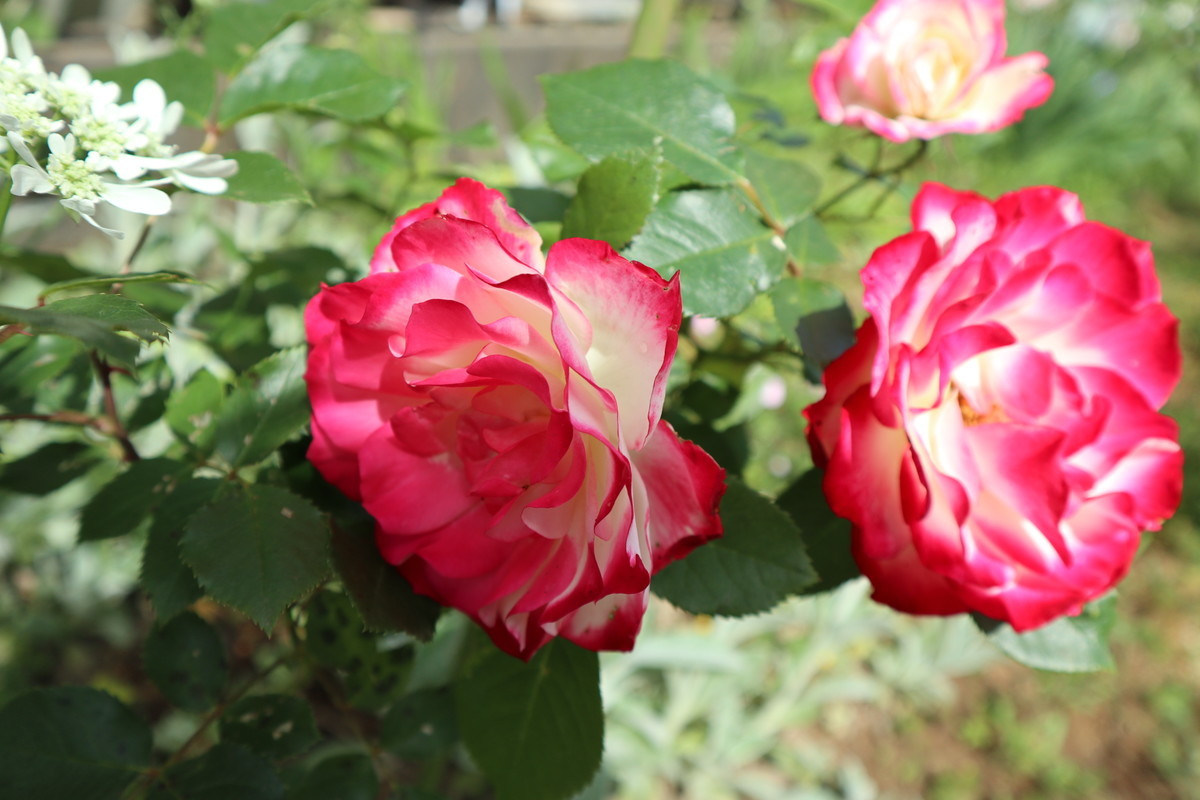 f:id:bluemoonbell:20190411180149j:plain f:id:bluemoonbell:20190411180149j:plain