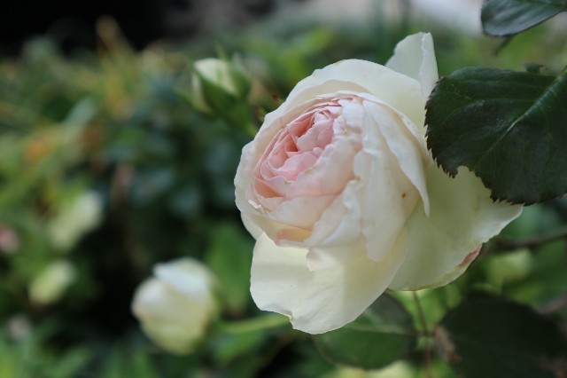 f:id:bluemoonbell:20190626134457j:image