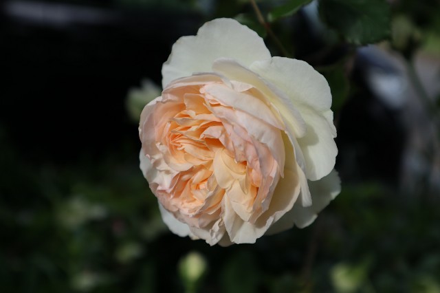 f:id:bluemoonbell:20190626134510j:image