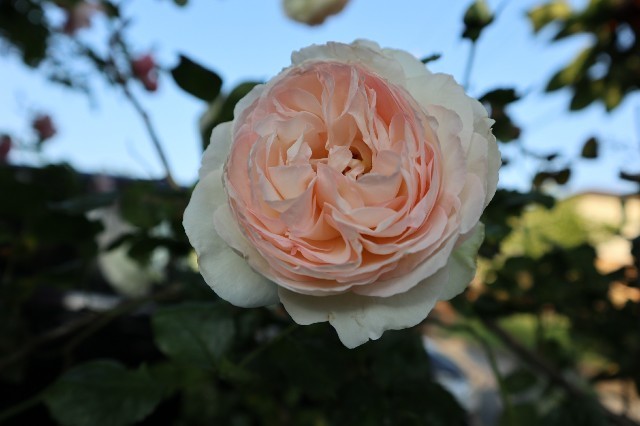 f:id:bluemoonbell:20190626210434j:image