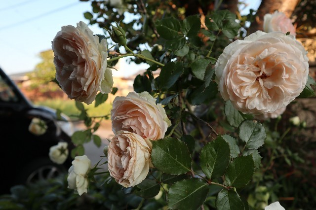 f:id:bluemoonbell:20190626210453j:image