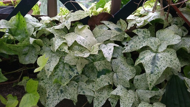 f:id:bluemoonbell:20190702160229j:image