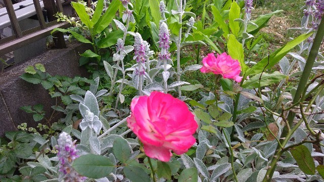 f:id:bluemoonbell:20190702160243j:image