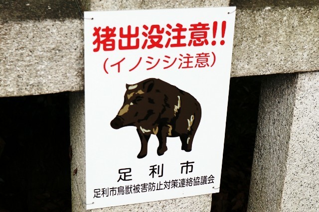 f:id:bluemoonbell:20190709140933j:image