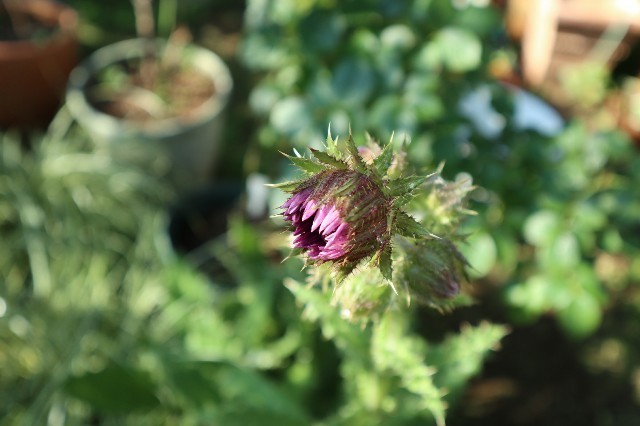 f:id:bluemoonbell:20190710072137j:image