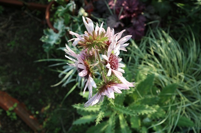 f:id:bluemoonbell:20190710072257j:image