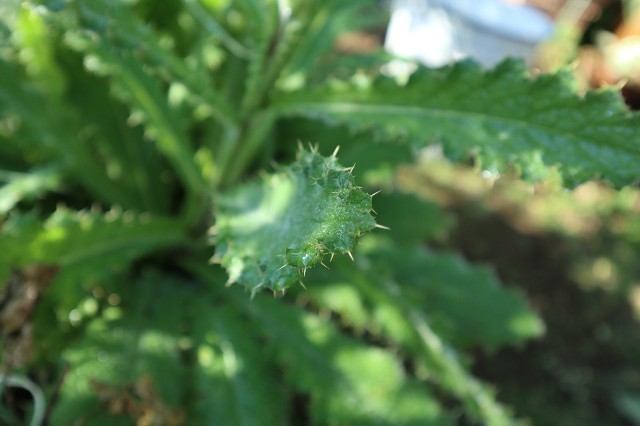 f:id:bluemoonbell:20190710072330j:image