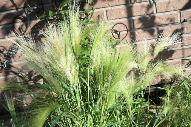 f:id:bluemoonbell:20190710075632j:image f:id:bluemoonbell:20190710075632j:image