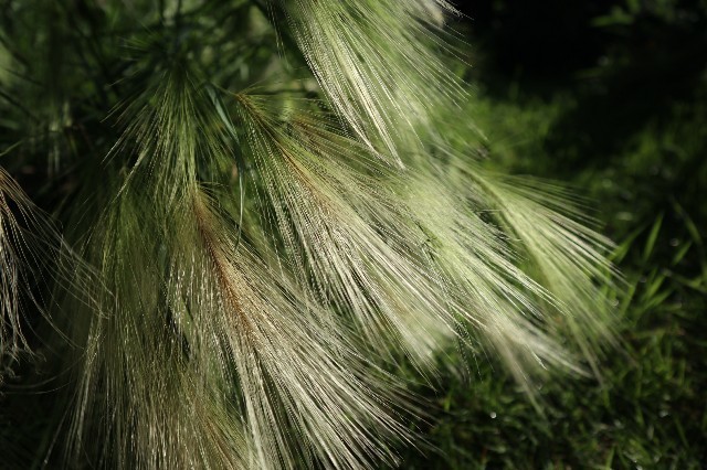 f:id:bluemoonbell:20190710075719j:image f:id:bluemoonbell:20190710075719j:image