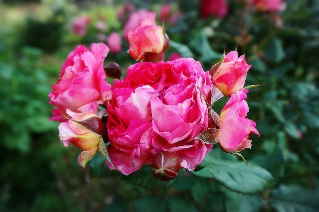 f:id:bluemoonbell:20190721123745j:image