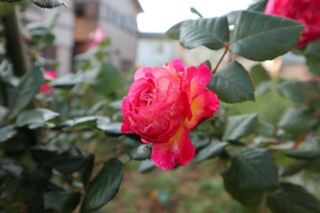 f:id:bluemoonbell:20190721123837j:image