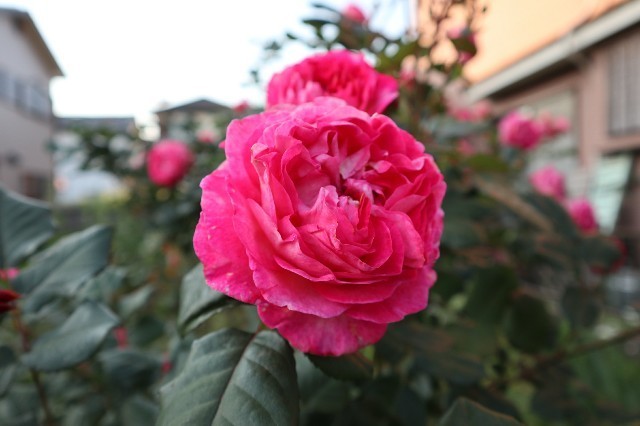 f:id:bluemoonbell:20190721123908j:image