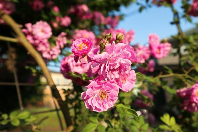 f:id:bluemoonbell:20190726132833j:image