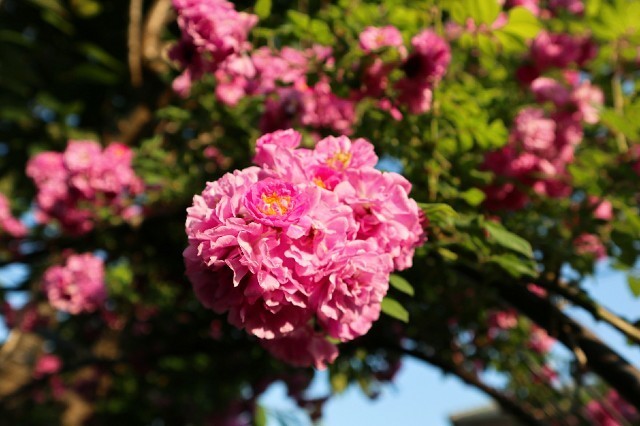 f:id:bluemoonbell:20190726132846j:image