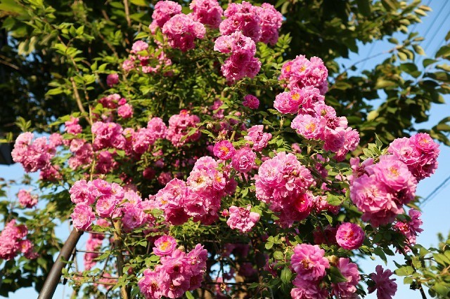 f:id:bluemoonbell:20190726132855j:image