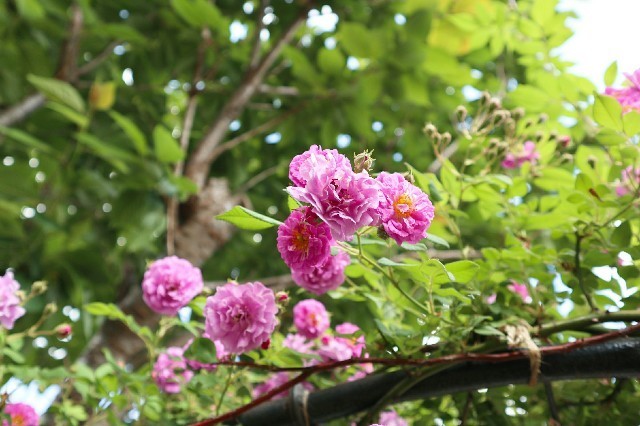 f:id:bluemoonbell:20190726132916j:image