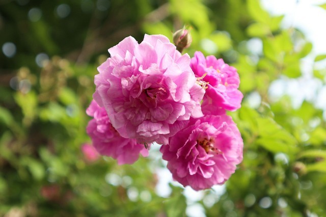 f:id:bluemoonbell:20190726132927j:image