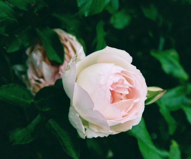 f:id:bluemoonbell:20190727170241j:image