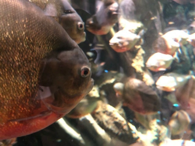 f:id:bluemoonbell:20190812131617j:image