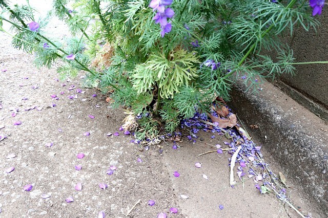 f:id:bluemoonbell:20190831151710j:image