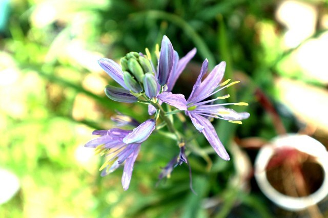 f:id:bluemoonbell:20190831151755j:image