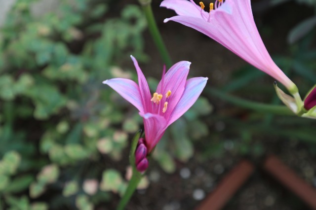 f:id:bluemoonbell:20190908171433j:image