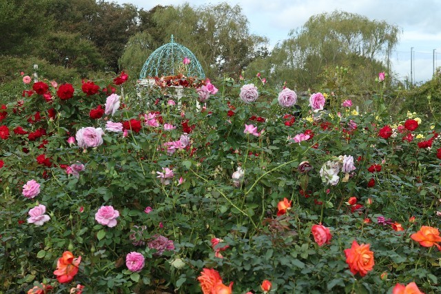 f:id:bluemoonbell:20191021161236j:image f:id:bluemoonbell:20191021161236j:image