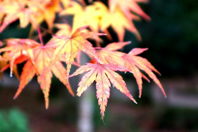f:id:bluemoonbell:20191203090057j:image