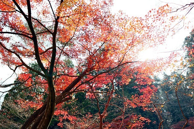 f:id:bluemoonbell:20191203090256j:image