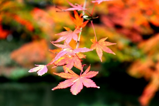 f:id:bluemoonbell:20191203090420j:image