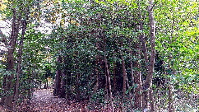 f:id:bluemoonbell:20191211101628j:image f:id:bluemoonbell:20191211101628j:image