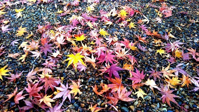 f:id:bluemoonbell:20191211101727j:image f:id:bluemoonbell:20191211101727j:image