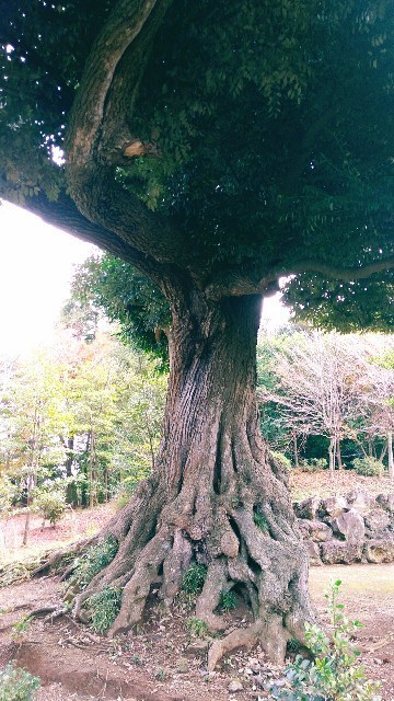 f:id:bluemoonbell:20191211101916j:image f:id:bluemoonbell:20191211101916j:image