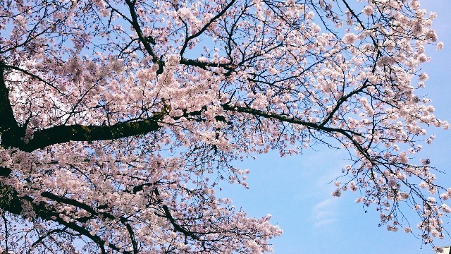 f:id:bluemoonbell:20191226084738j:image