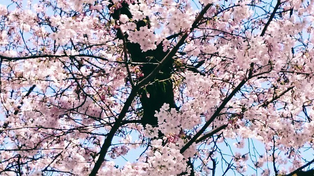 f:id:bluemoonbell:20191226084752j:image