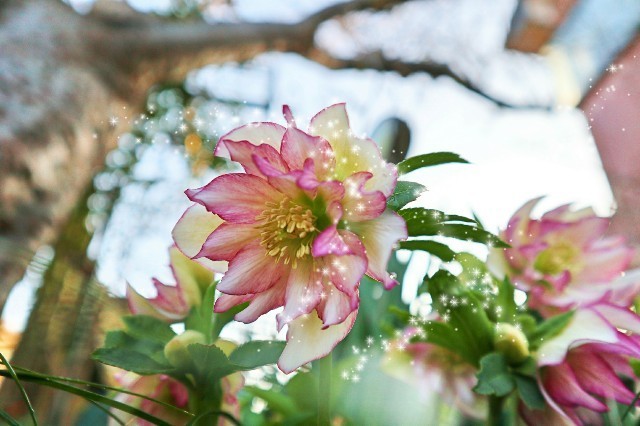 f:id:bluemoonbell:20200131184105j:image