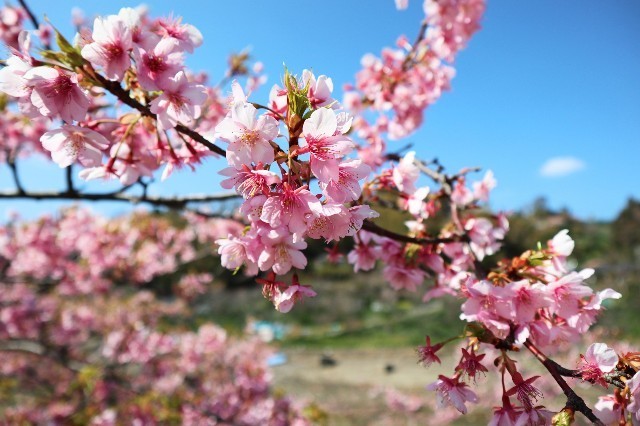 f:id:bluemoonbell:20200225094455j:image