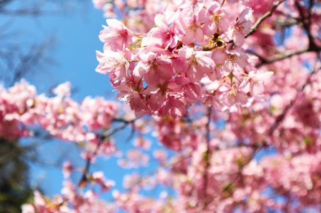 f:id:bluemoonbell:20200225094635j:image