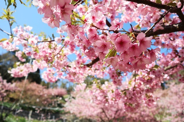 f:id:bluemoonbell:20200225094705j:image