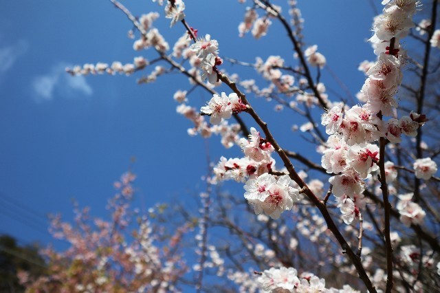 f:id:bluemoonbell:20200225094730j:image