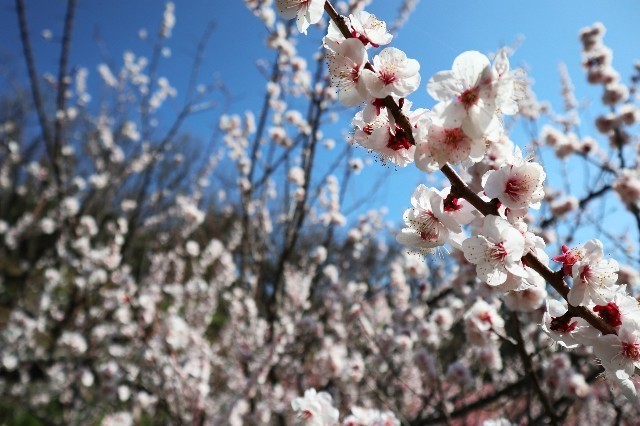 f:id:bluemoonbell:20200225094740j:image