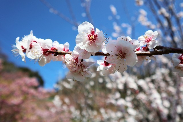 f:id:bluemoonbell:20200225094751j:image