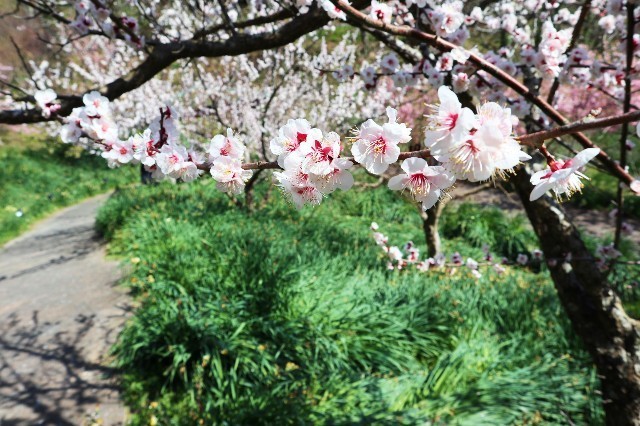 f:id:bluemoonbell:20200225094800j:image