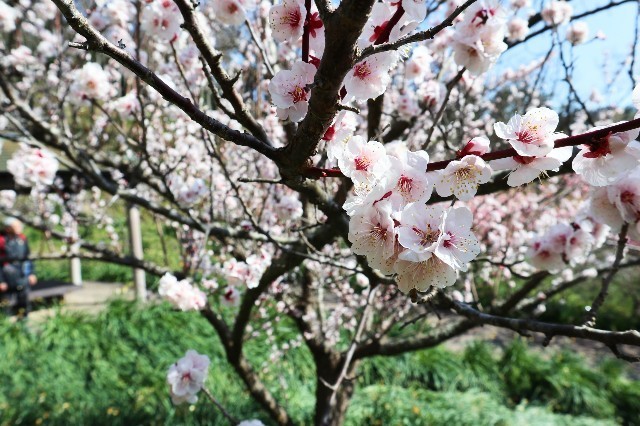 f:id:bluemoonbell:20200225094810j:image