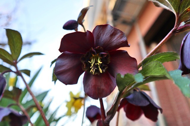 f:id:bluemoonbell:20200313074612j:image