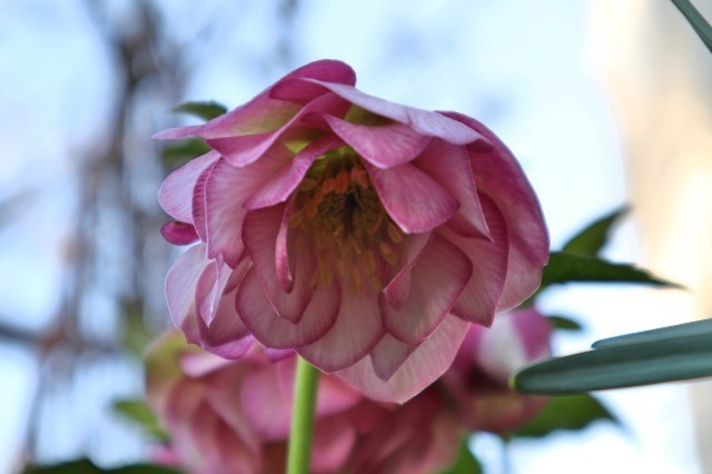 f:id:bluemoonbell:20200313074637j:image