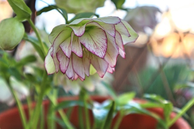 f:id:bluemoonbell:20200313074700j:image